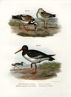 Ruddy Turnstone, 1864 (colour litho)