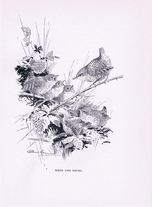 Wren and young (litho)