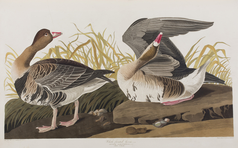 Illustration from 'Birds of America', 1827-38 (hand-coloured engraving & aquatint)