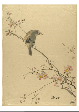 Bird on a cherry blossom branch, c.1895-1905 (ink on paper)