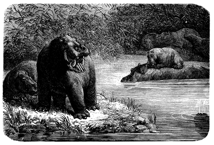 Hippopotamus