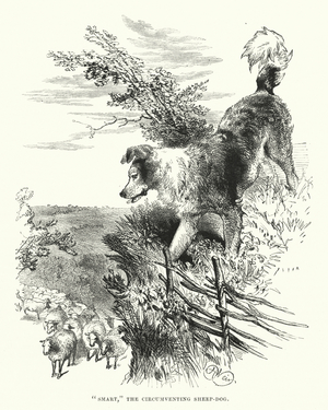 "Smart," the circumventing sheep-dog (engraving)