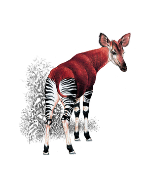 Okapi
