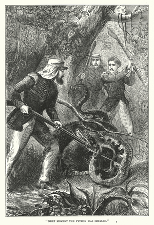 "Next moment the python was impaled" (engraving)
