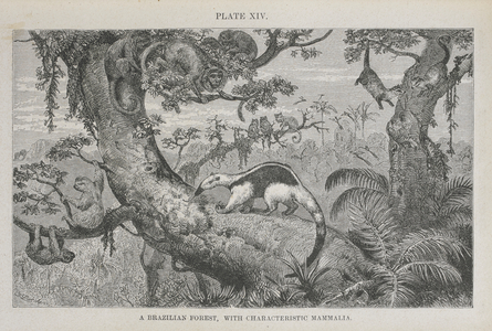 A Brazilian forest, with characteristic mammalia.