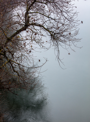 Trees along the Garonne in the fog, Toulouse (photo)