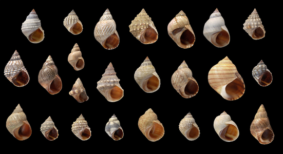 Littorina sp.