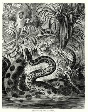 The home of the Anaconda (engraving)