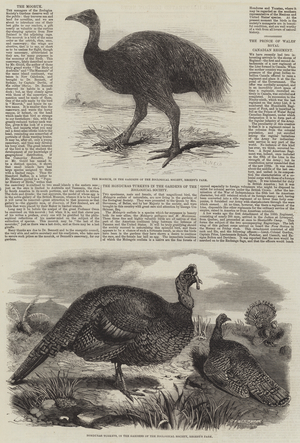 Birds in London Zoo (engraving)