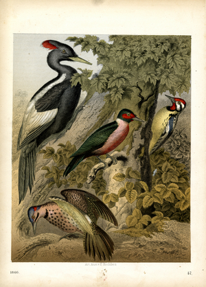 Woodpeckers and Woodpecker-like Birds on a Tree Trunk (hand-coloured litho)