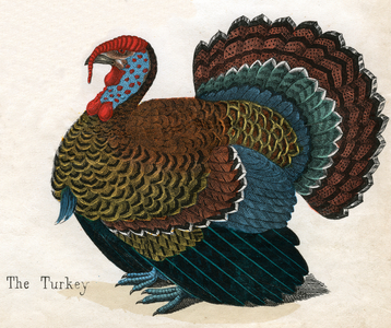 Antique Print of a Turkey, 1859 (coloured engraving)