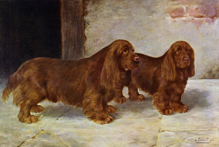 The Sussex Spaniels, Champion Rosehill Rock and Champion Rosehill Rag (colour litho)