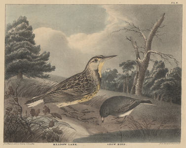 Meadow Lark and Snow Bird, from 'Doughty's The Cabinet of Natural History and American Rural Sports', Vol I, 1830 (coloured engraving)