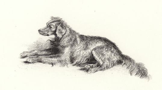 A Setter Dog (engraving)