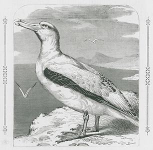 The Albatross (engraving)