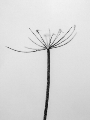 Amid the Flowers 6, 2021 (b/w photo)