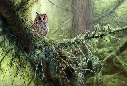 Light in the forest - long-eared owl, 2022 (acrylic)