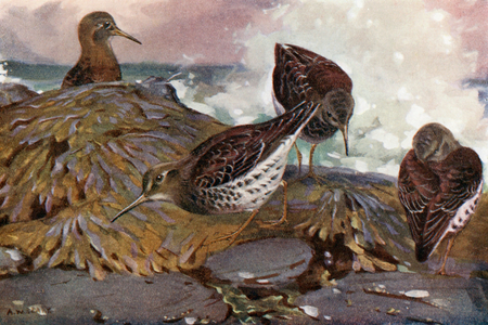 Purple sand-pipers in winter plumage (colour litho)