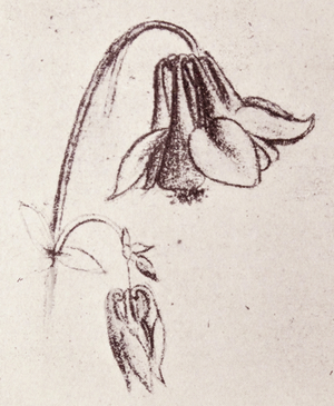 Columbine Flower by Leonardo da Vinci