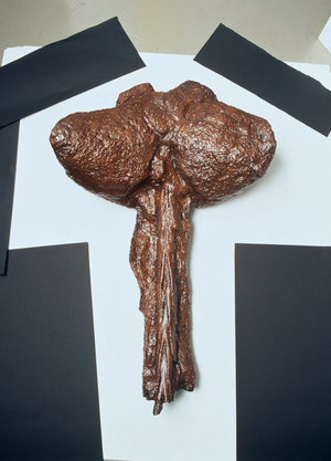 Euoplocephalus tail club