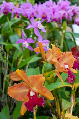 Orchids inside Botanical Garden or Botanischer Garten Berlin, with more than 43 ha the greatest botanical garden in Europe. The main tropical greenhouse (photo)
