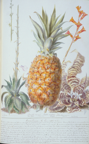 Ananas sp.