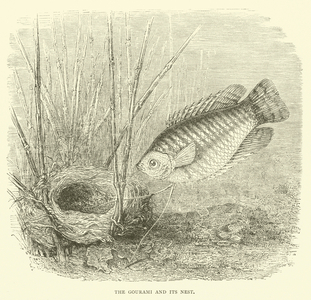 The Gourami and its Nest (engraving)