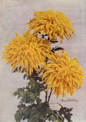 December Gold (colour photo)