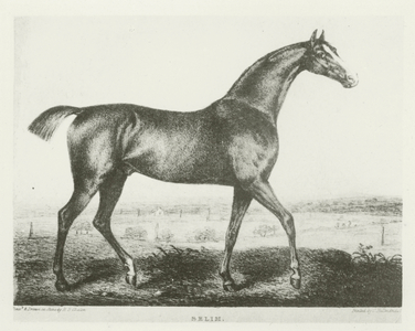 Selim, foaled 1802 (b/w photo)