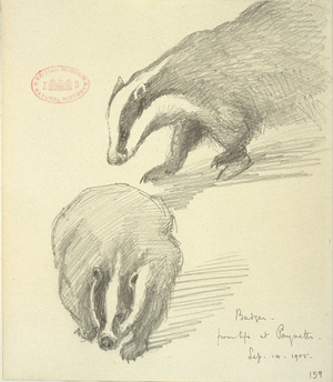Meles meles, Eurasian badger, from a collection of pencil sketches and watercolour drawings of British mammals, 1905 (pencil on paper)