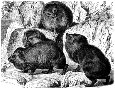 Rock hyrax