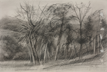 Cedar Country, 1957 (charcoal on paper)
