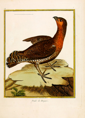 Moorhen (print)