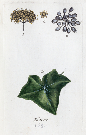 Ivy, 1776 (watercolour print)