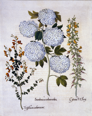 Snowball Viburnum, Garden Broom, Low-growing Alpine Broom, from 'Hortus Eystettensis', by Basil Besler (1561-1629), pub. 1613 (hand-coloured engraving)