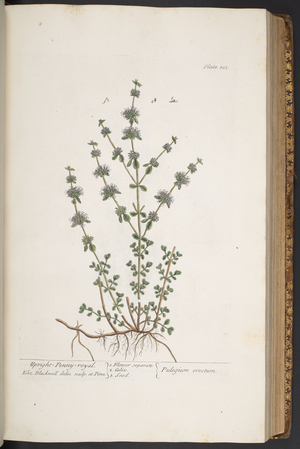 Plate 303, from 'A Curious Herbal', 1737 (coloured engraving)