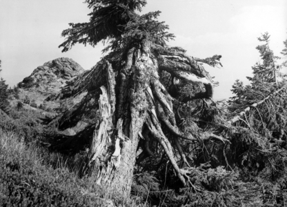 Spruces ruffled by the storm on the Orler in the Bohemian Forest (b/w photo)