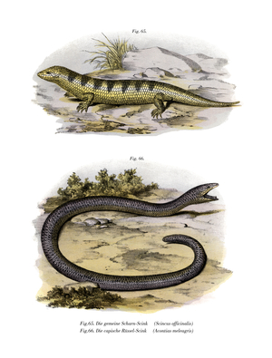 Sandfish Skink (colour litho)