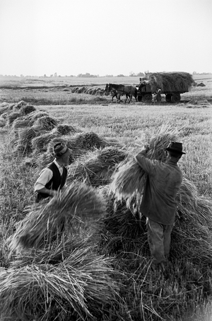 Under Communist rule in Hungary, most farms wereturned into huge agricultural cooperatives ..., 1956 (photo)