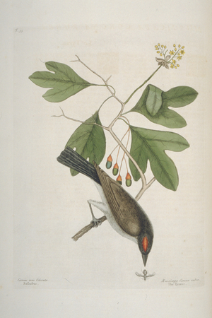 Tyrannus tyrannus