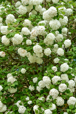 White flowers of Dog Berry (photo)