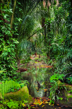 Wet Forest, 2023 (photo)