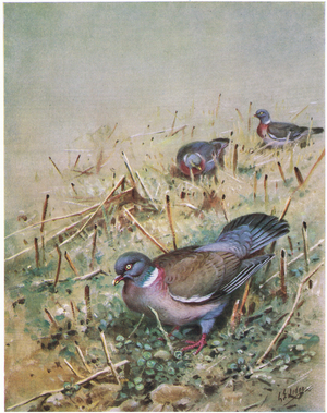 Wood Pigeon (litho)
