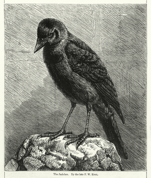 The Jackdaw (engraving)