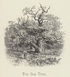 The oak tree (engraving)
