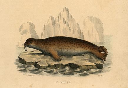 The walrus engraving by Janet Lange circa 1850