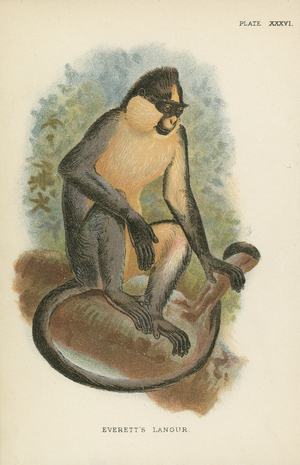 Everett's Langur (colour litho)