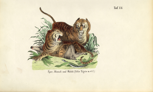 Tigers, Male and Female, 1850 (lithography)