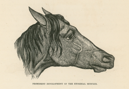 Prominent Development of the Hyoideal Muscles (engraving)