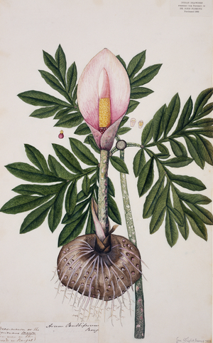 Arum bulbiferum